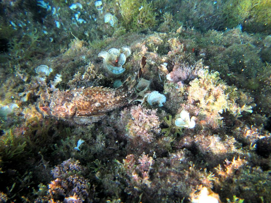 Sea Of Eden Leilighet Dubrovnik Eksteriør bilde
